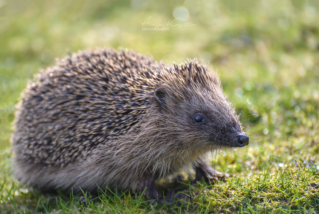 Igel