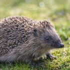 Igel