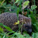 Igel