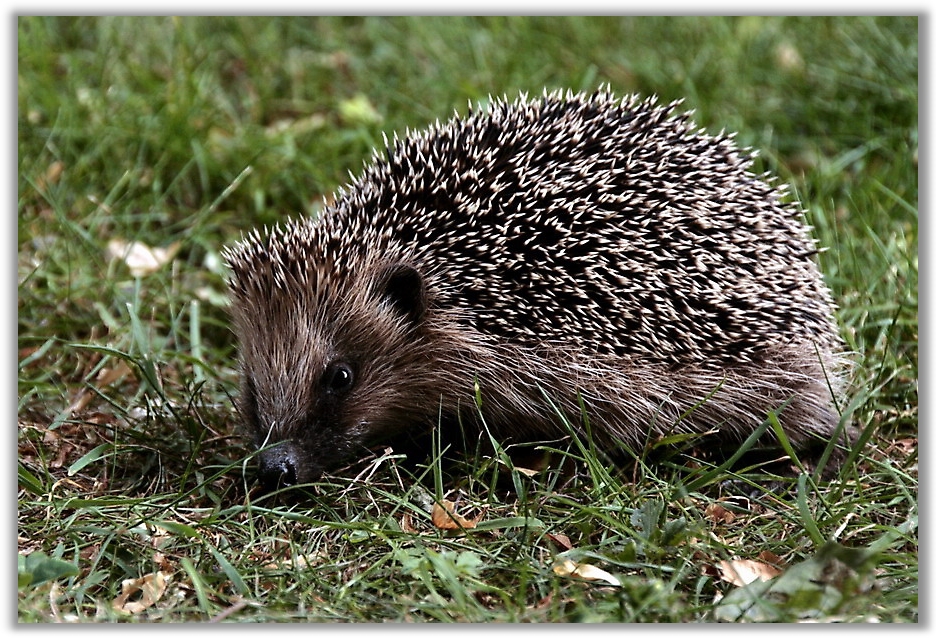 Igel