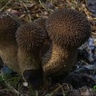 Igel-