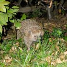 Igel