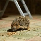 Igel