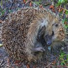 IGEL