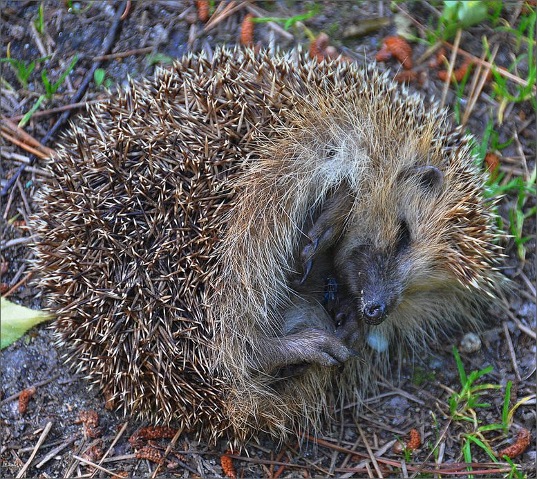 IGEL