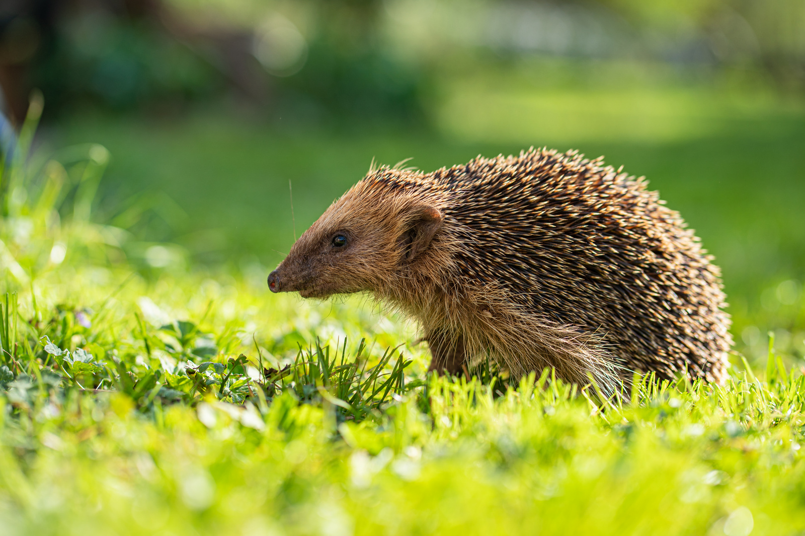 Igel