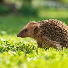 Igel