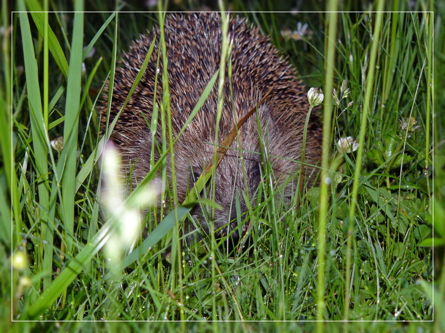 Igel