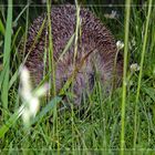 Igel