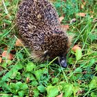 Igel