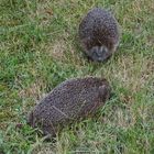 Igel