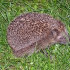 Igel