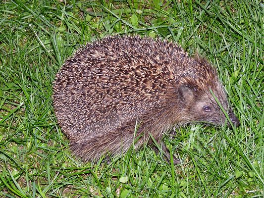 Igel