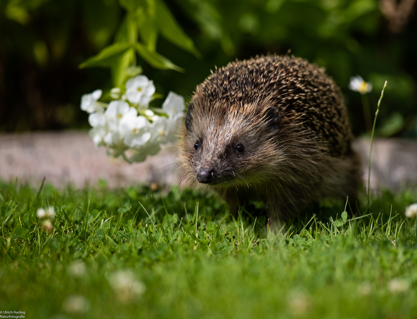 Igel a-1