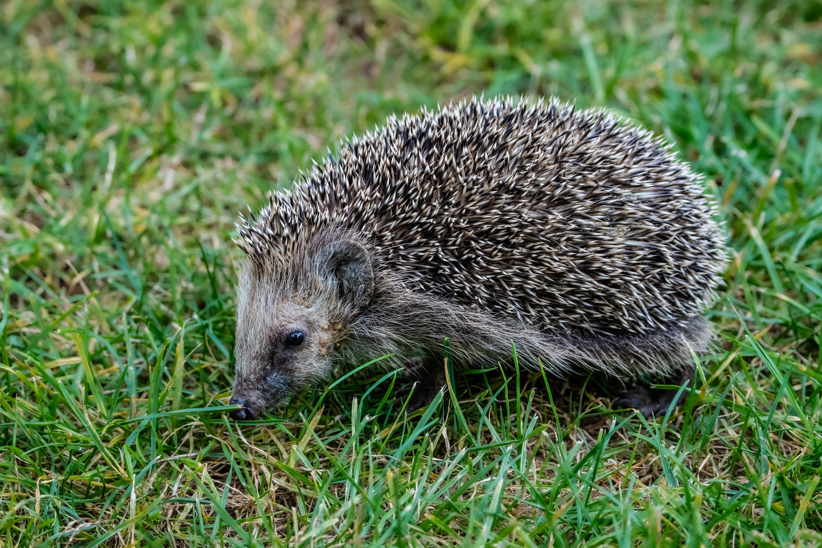 Igel