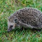 Igel