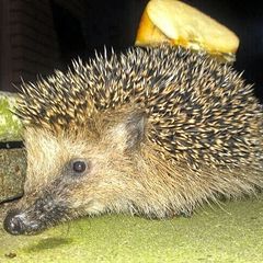 Igel