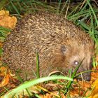 Igel