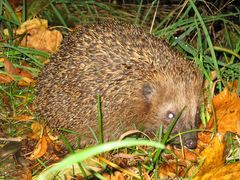 Igel