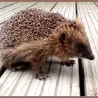 Igel