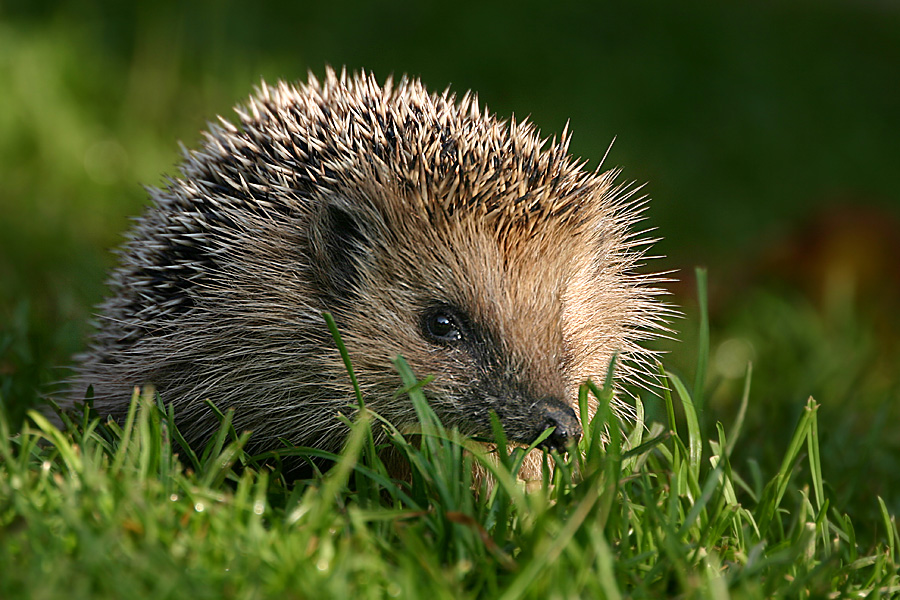 Igel Foto & Bild | tiere, wildlife, säugetiere Bilder auf fotocommunity