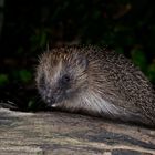 Igel