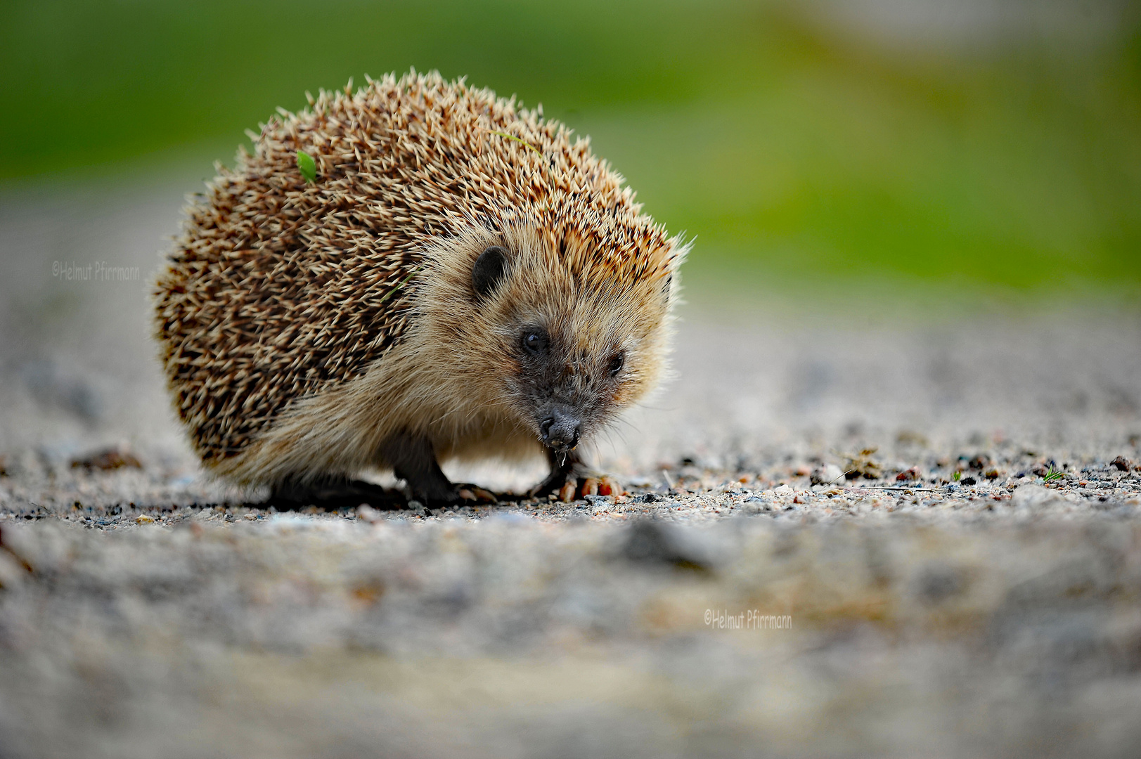 Igel 