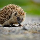 Igel 