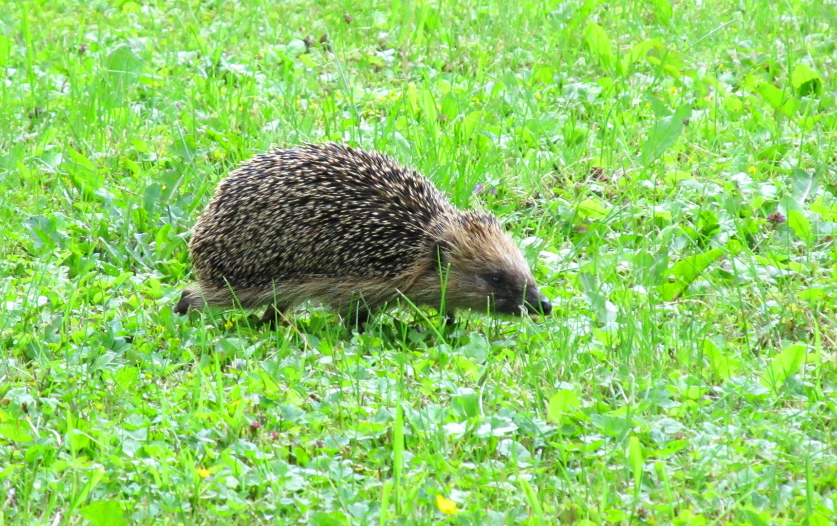 igel 