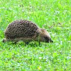 igel 