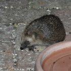 Igel