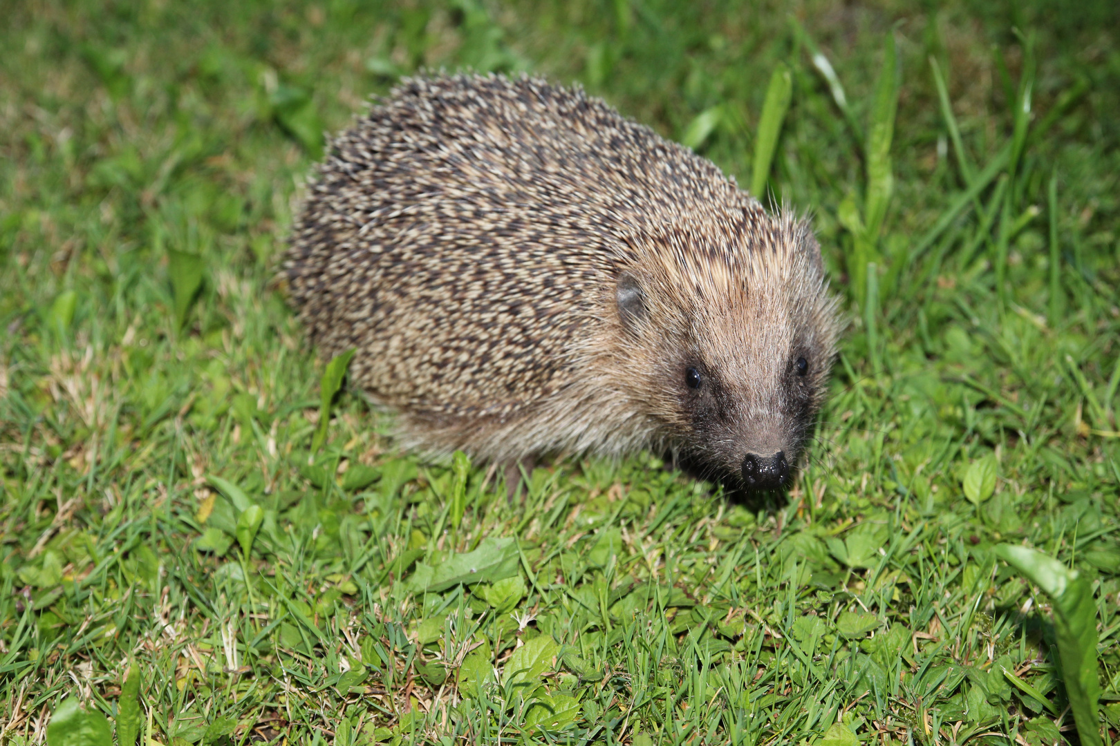 Igel