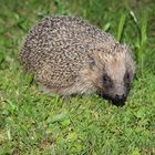 Igel