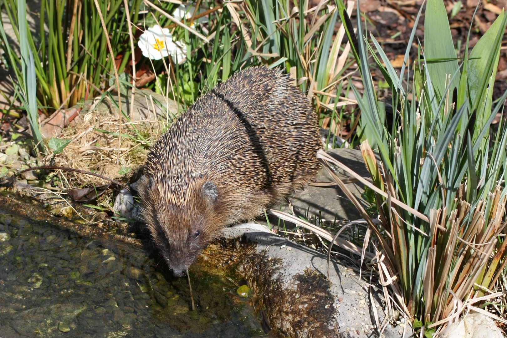 Igel am Bachlauf