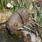 Igel am Bachlauf