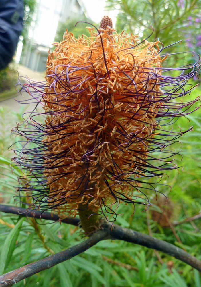 Igel am Baum?