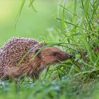 Igel am Heckenrand