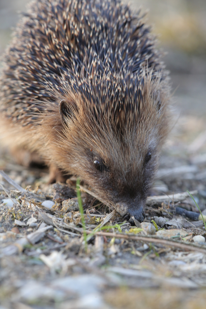 Igel am Inn