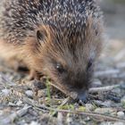 Igel am Inn