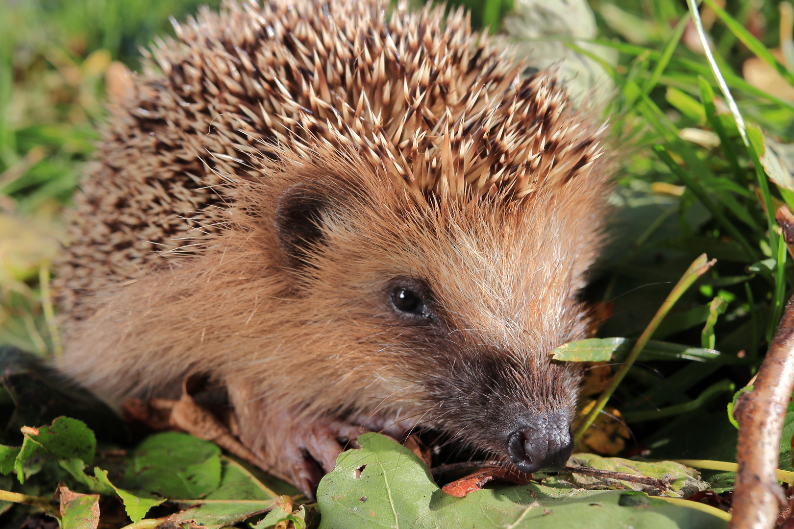 Igel am Wegesrand