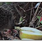 Igel an der Vogel-Futterstelle.