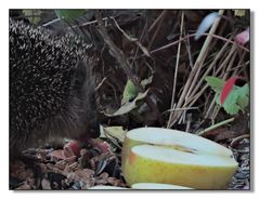 Igel an der Vogel-Futterstelle.