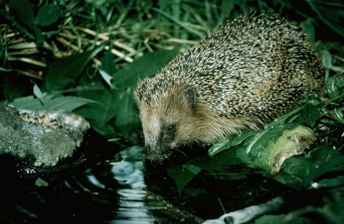 Igel an der Vogeltränke