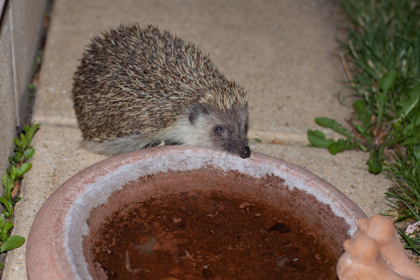 Igel an der Vogeltränke