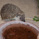 Igel an der Vogeltränke