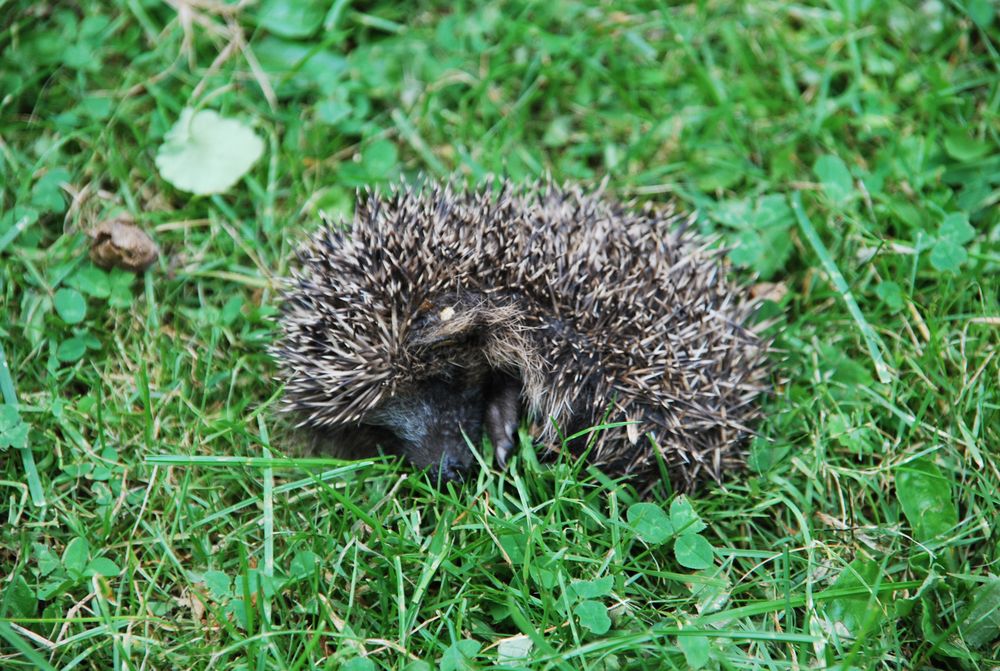 Igel, April 2010