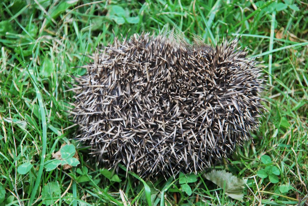 Igel; April 2010