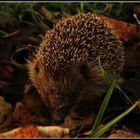 Igel auf Abwegen