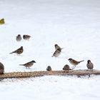 igel auf brett klaut futter ...