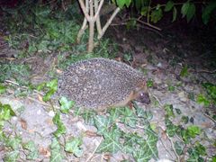 Igel auf dem Gelände